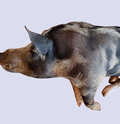 cerdo_colores