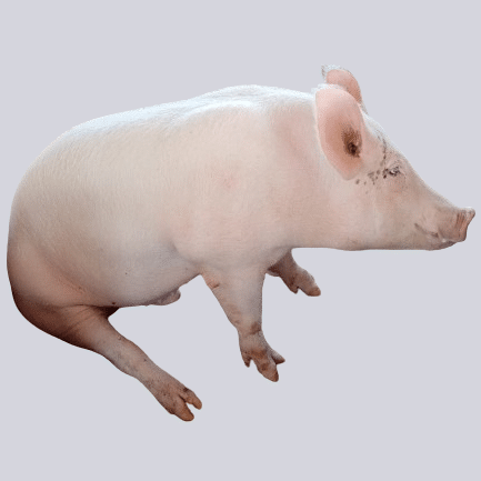 cochito